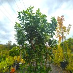 Vavrínovec lekársky (Prunus laurocerasus) ´NOVITA´ - výška 210-240 cm, kont. C25L